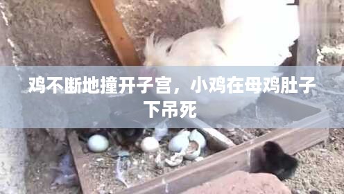 鸡不断地撞开子宫，小鸡在母鸡肚子下吊死 