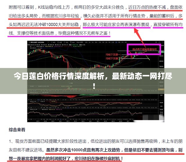 今日莲白价格行情深度解析，最新动态一网打尽！