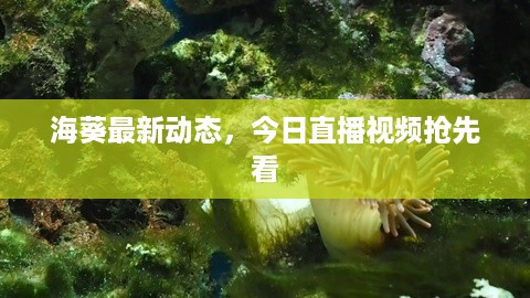 海葵最新动态，今日直播视频抢先看