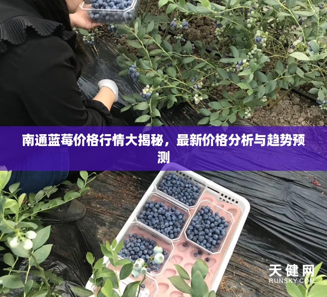 南通蓝莓价格行情大揭秘，最新价格分析与趋势预测