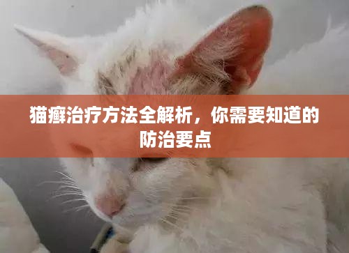 猫癣治疗方法全解析，你需要知道的防治要点